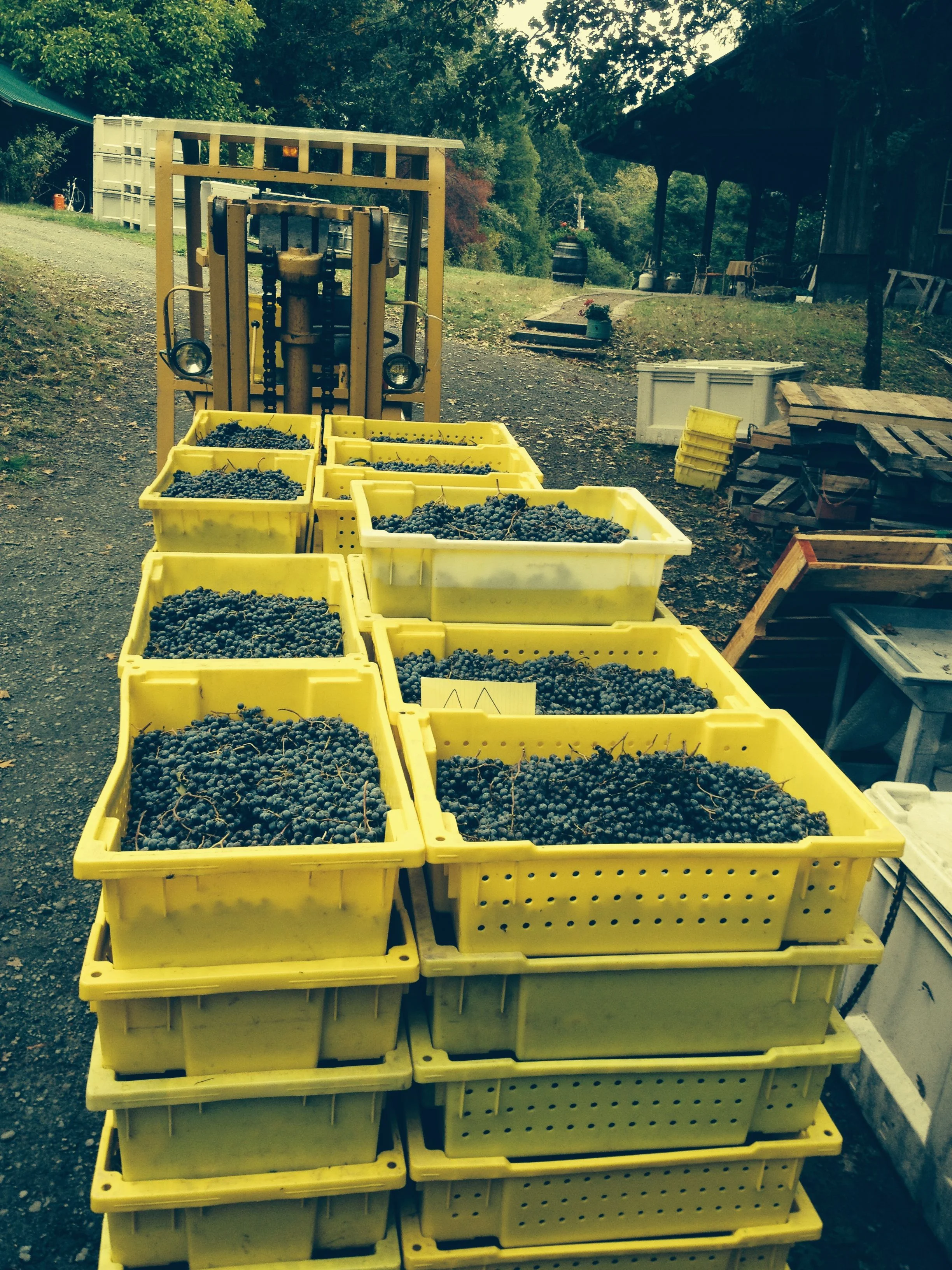 Ready for processing.