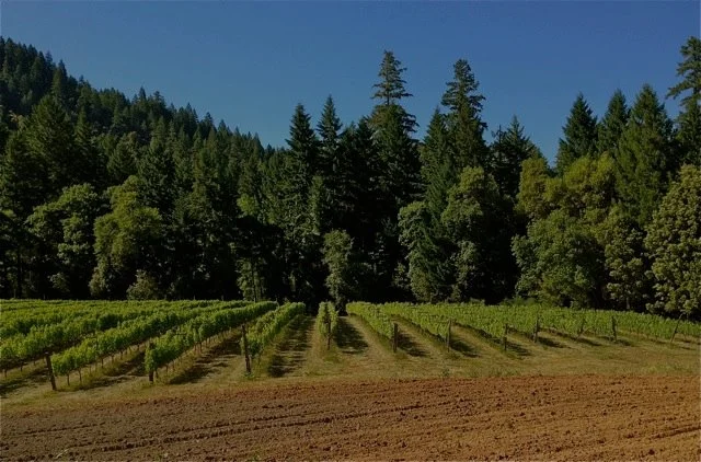 Vines basking in the Orleans sun