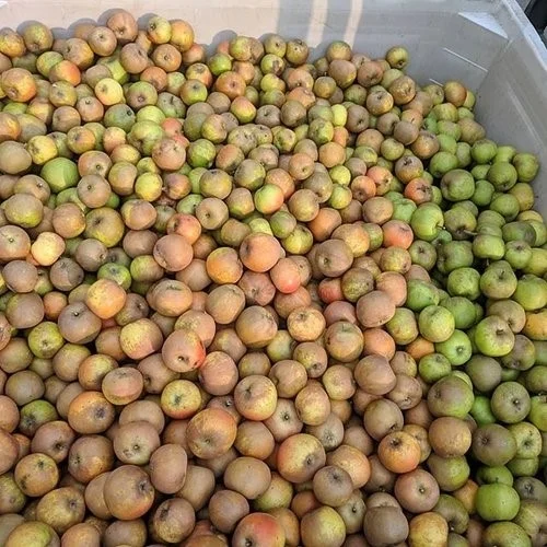 apples.jpg