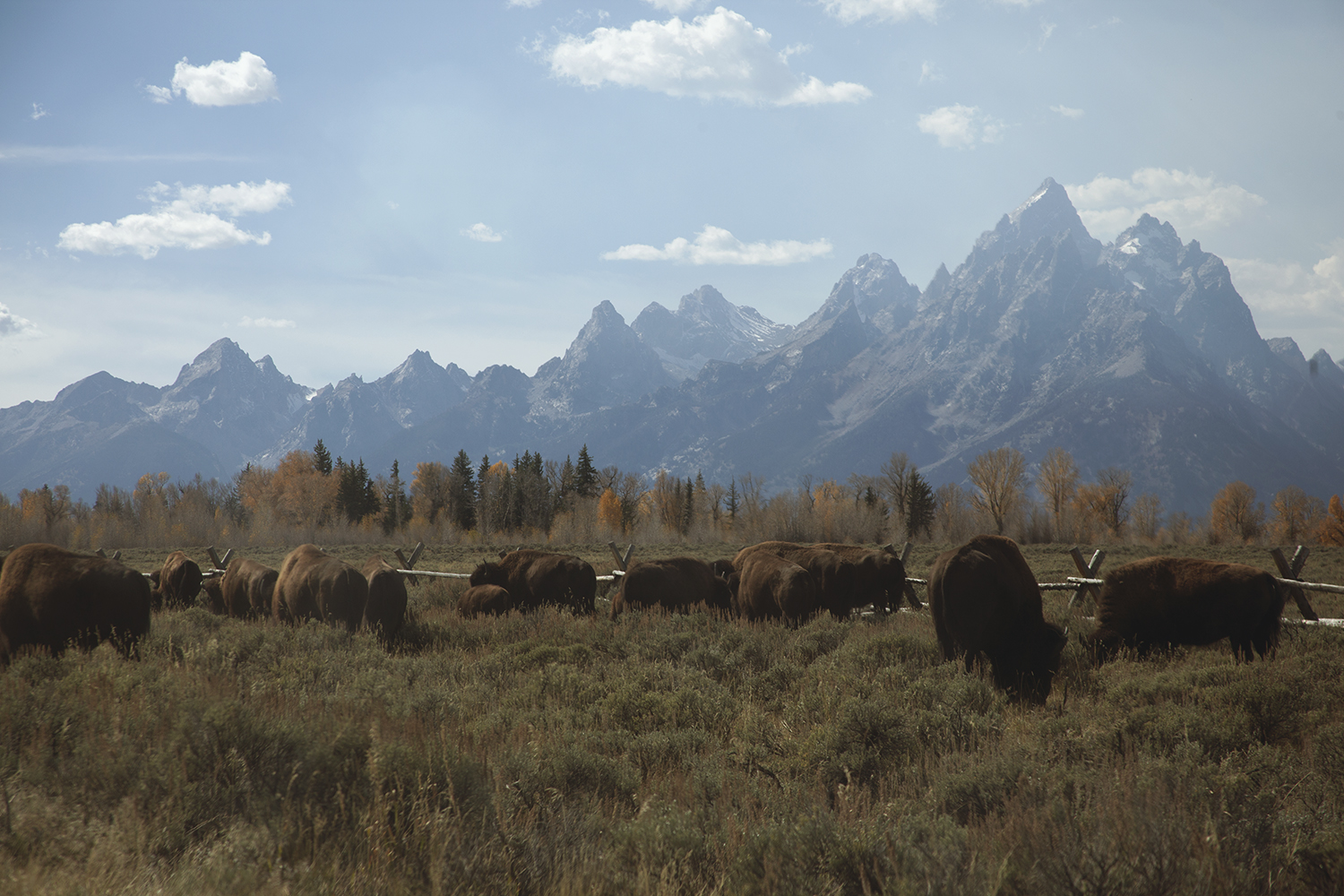  Bison Jam  Wyoming, 2015 