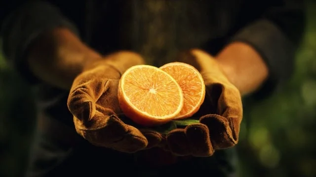 Florida's Natural: "Blossom"