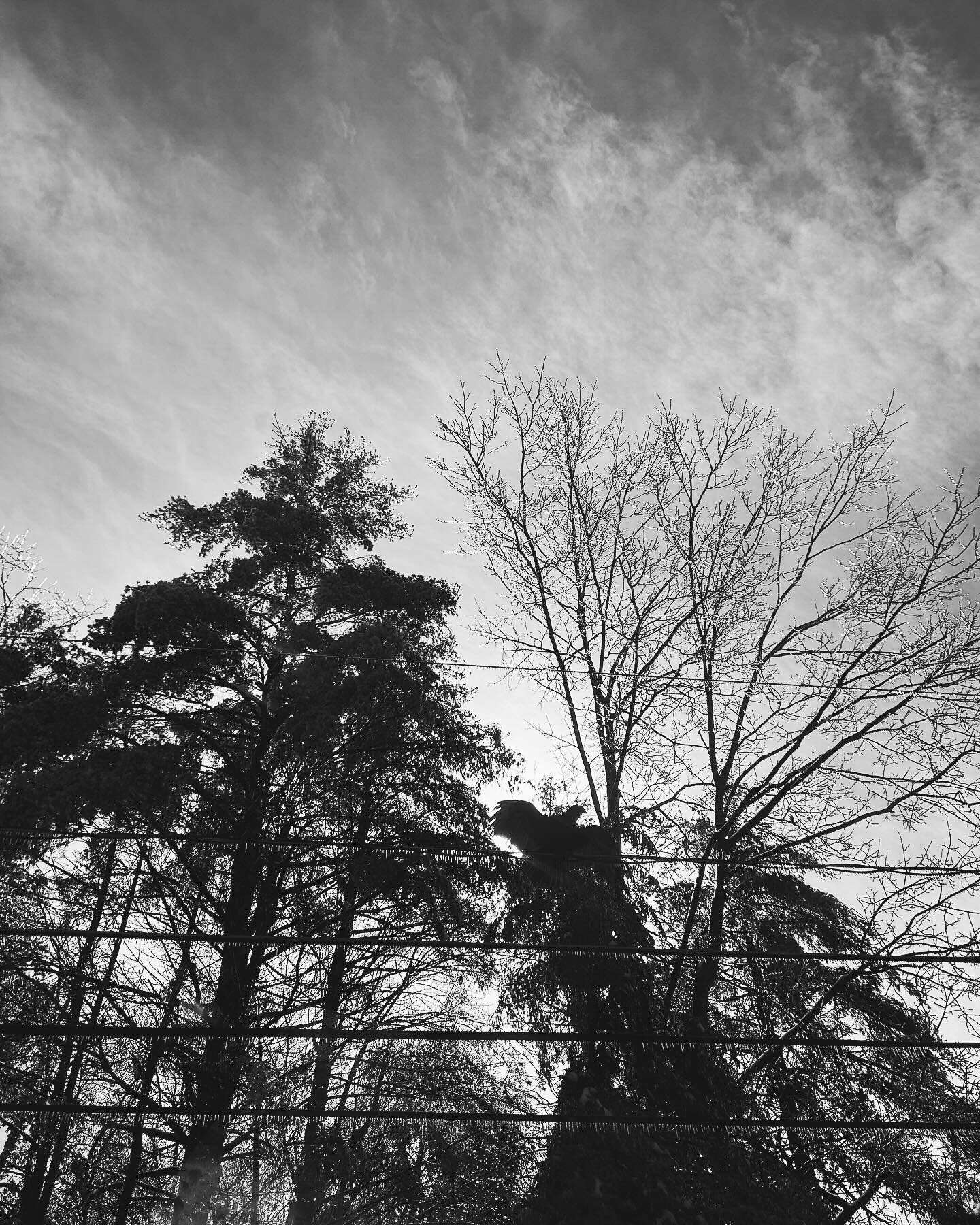 After a recent ice storm, caught this turkey vulture on a power line being creepy. As turkey vultures do&hellip; (Look closely. He was ginormous.) 😬 #lifestylephotography #lifestylephotographer #commercialphotography #commercialphotographer #brandph