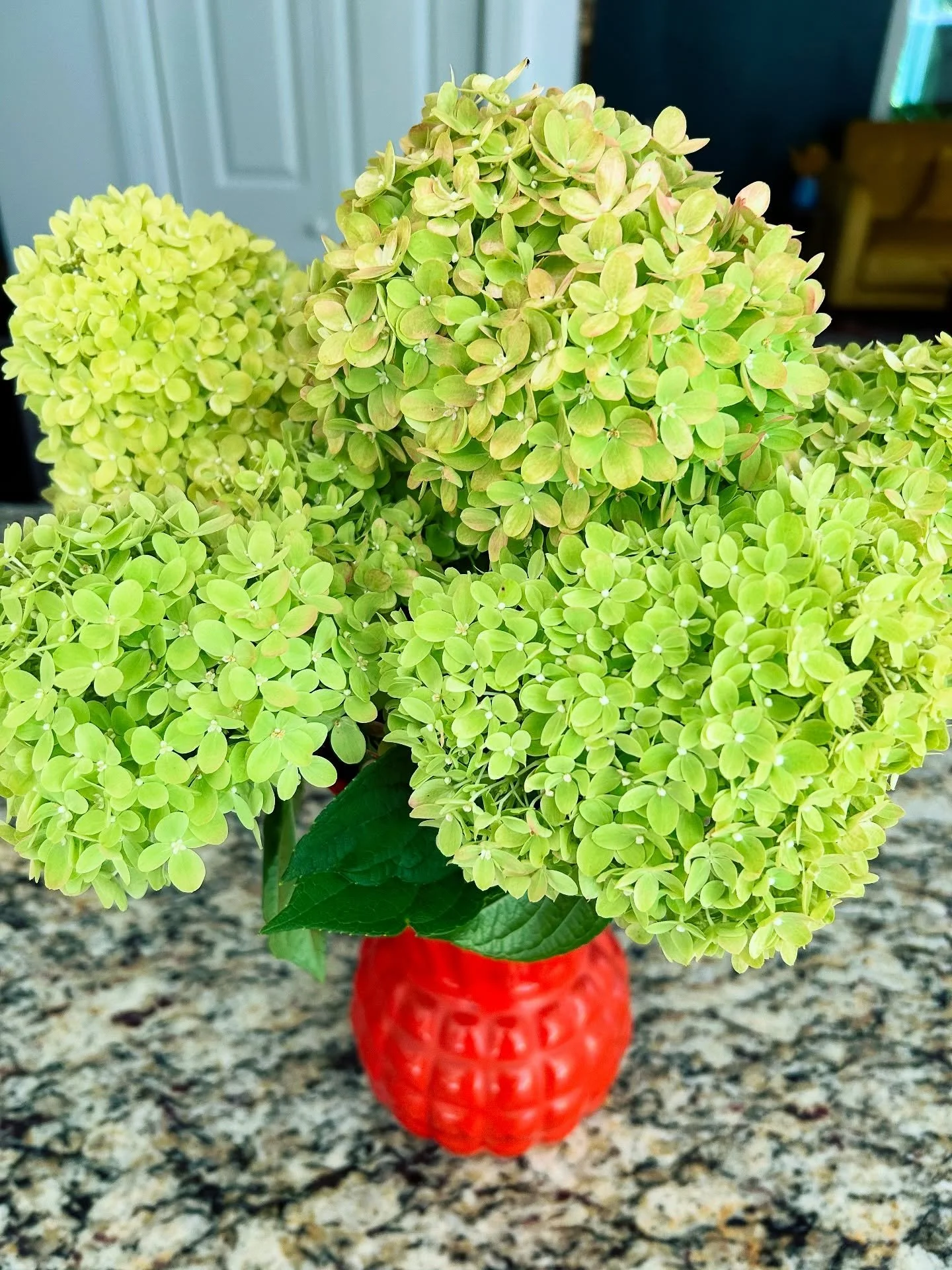Our hydrangeas are bonkers this year! We planted two end-of-season, neglected, near-☠️ bushes five years ago and now they&rsquo;re flourishing. Love that pink/green color (and so do the bees!!). I thought they&rsquo;d go white. They don&rsquo;t. 🥰❤️