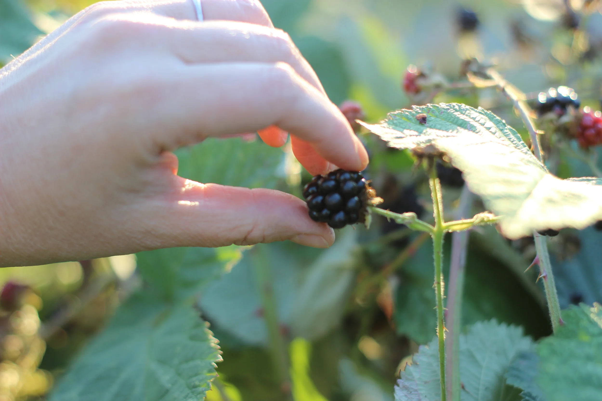 Picking Up The Island Spirit