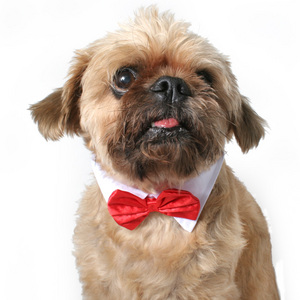 Red Satin Dog  Bowtie.jpg