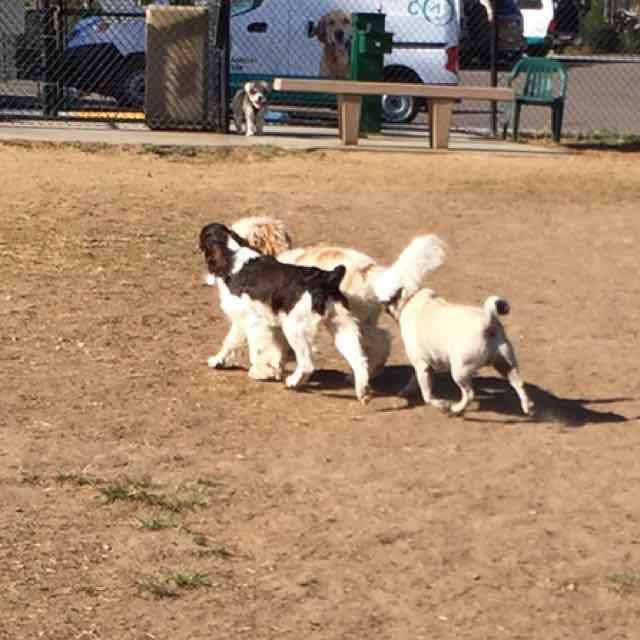 Dog Park 11.jpg