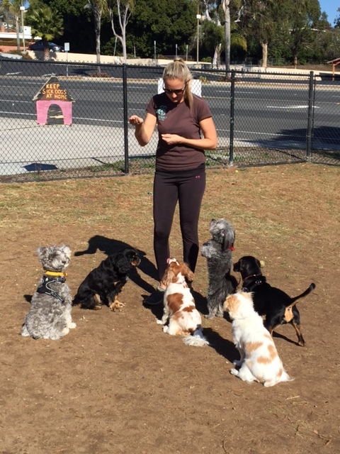  Brandi working with our zen small dog park group