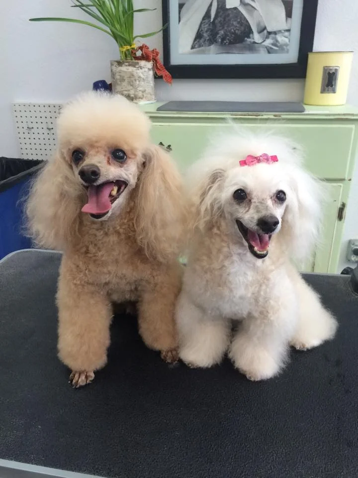 Bailey and Cooper Uptown Woofs .jpg