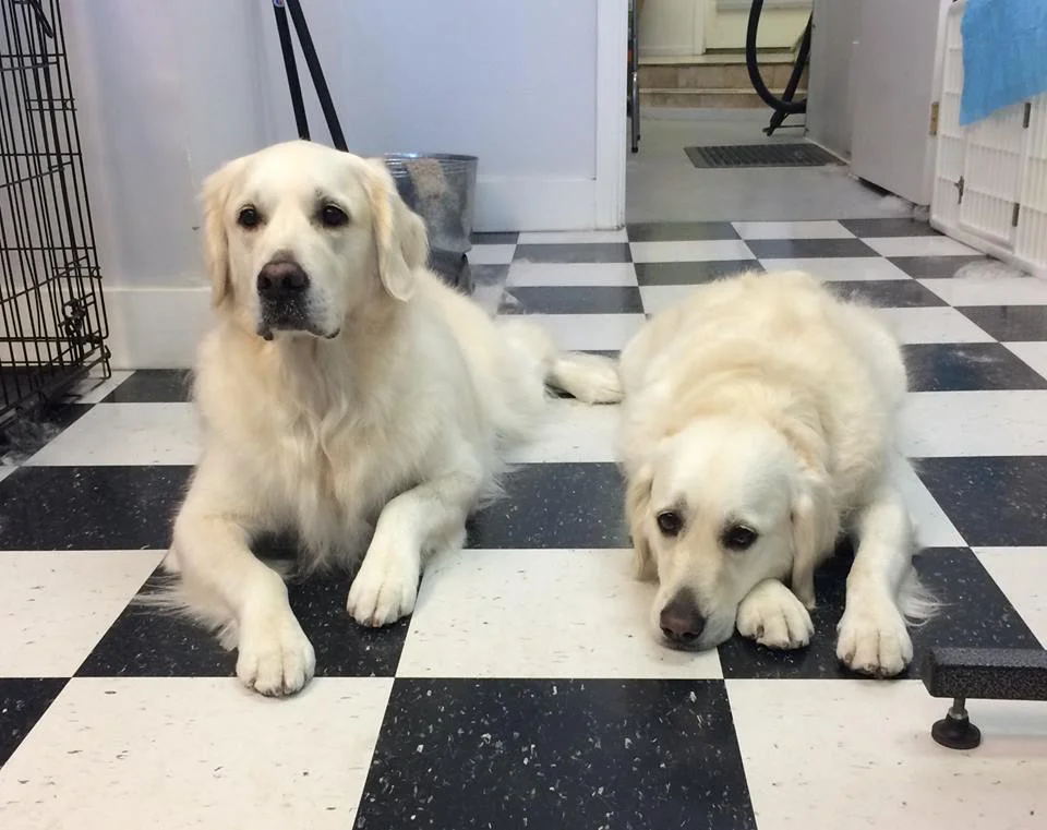 Hake and Lily Uptown Woofs.jpg