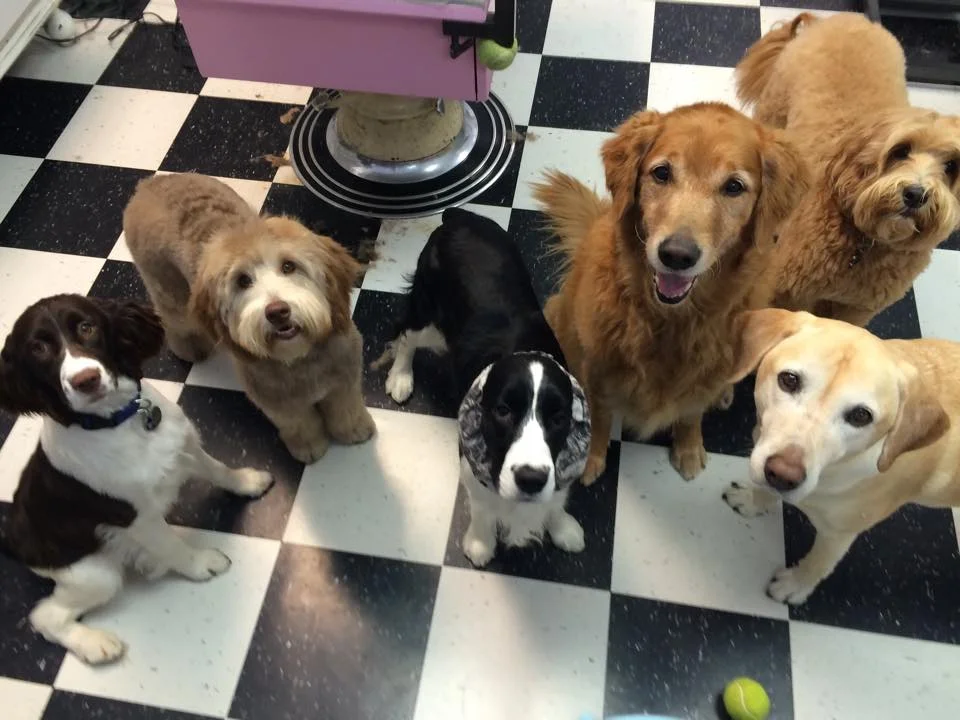 Uptown Woofs 3.jpg