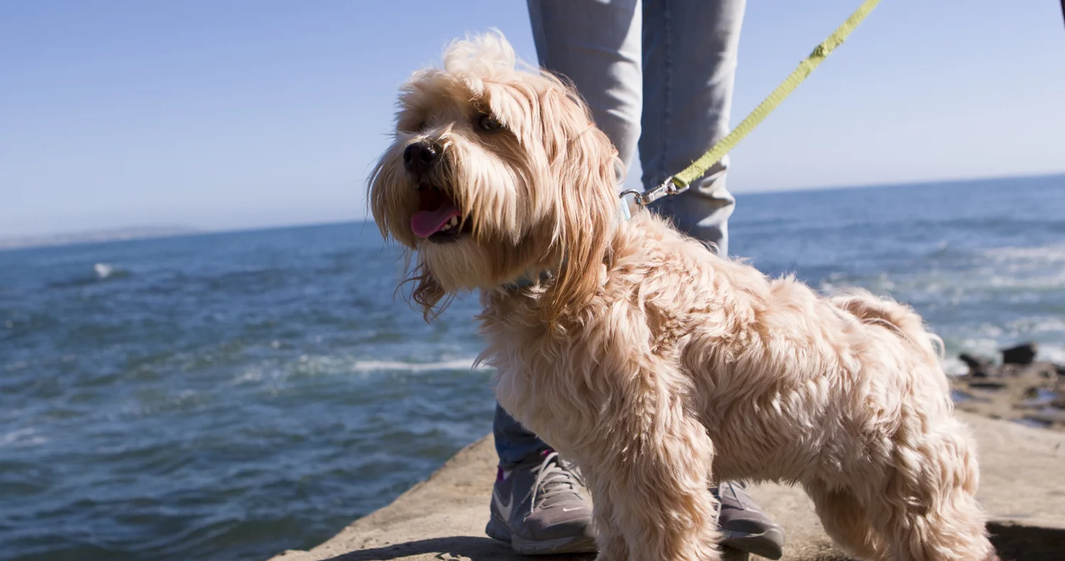 Thoughts of a Zen Dog: Leo