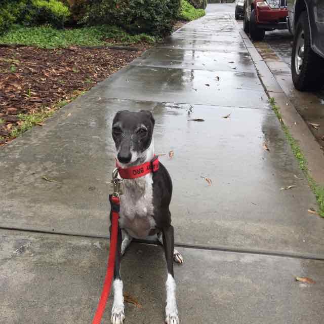 &nbsp; &nbsp; &nbsp; &nbsp; &nbsp; &nbsp; &nbsp; &nbsp; &nbsp; &nbsp; &nbsp; &nbsp; &nbsp; &nbsp; &nbsp; &nbsp; &nbsp; &nbsp; &nbsp; &nbsp; &nbsp; &nbsp; &nbsp; &nbsp; &nbsp; &nbsp; Spring is such a good girl!