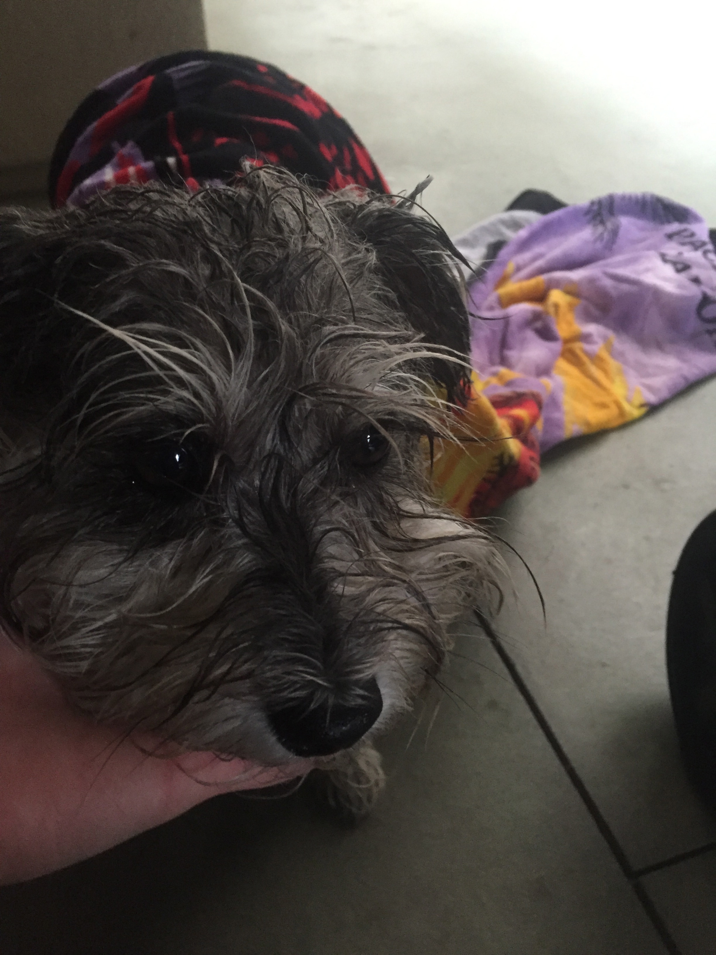 &nbsp; &nbsp; &nbsp; &nbsp; &nbsp; &nbsp; &nbsp; &nbsp; &nbsp; &nbsp; &nbsp; Gabbie enjoyed her walk, and loved getting towel dried even more!