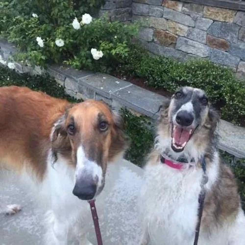 Turkey Day Dogs .jpg