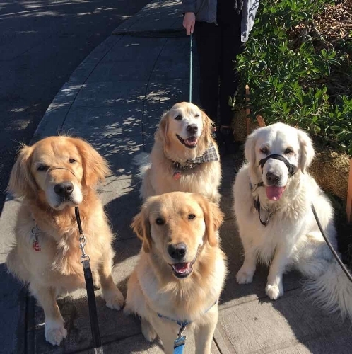 Gorgeous Goldens .jpg
