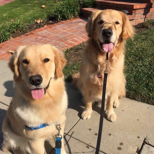 Duke and Rusty.jpg