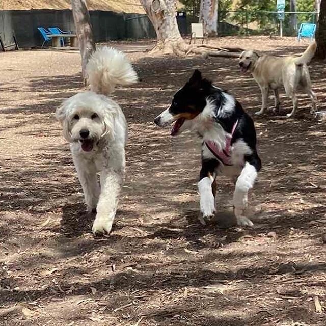 🐾😉 How you doin? #zendogsophie #zendoglegend #dogzenergy #dogfriendly #instagram #puppies #adorable #dogogram #spring  #instapuppy #puppiespfinstagram #lajolla #springinlajolla #springishere  #summeriscoming