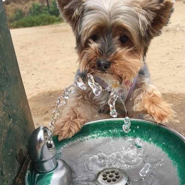 🐾😅 Water break! #stayhydrated #zendogamber #zendoglegend #dogzenergy #dogfriendly #instagram #puppies #adorable #dogogram #spring  #instapuppy #puppiespfinstagram #lajolla #springinlajolla #springishere  #summeriscoming