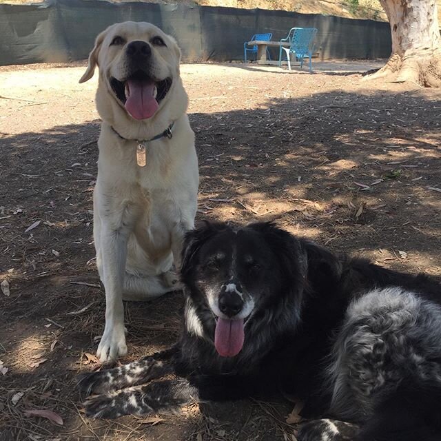 🐾😍 New couple alert! #zendoglegend #zendogclaire #dogzenergy #dogfriendly #instagram #puppies #adorable #dogogram #spring  #instapuppy #puppiespfinstagram #lajolla #springinlajolla #springishere  #summeriscoming 📷 @hayleycaitlin87
