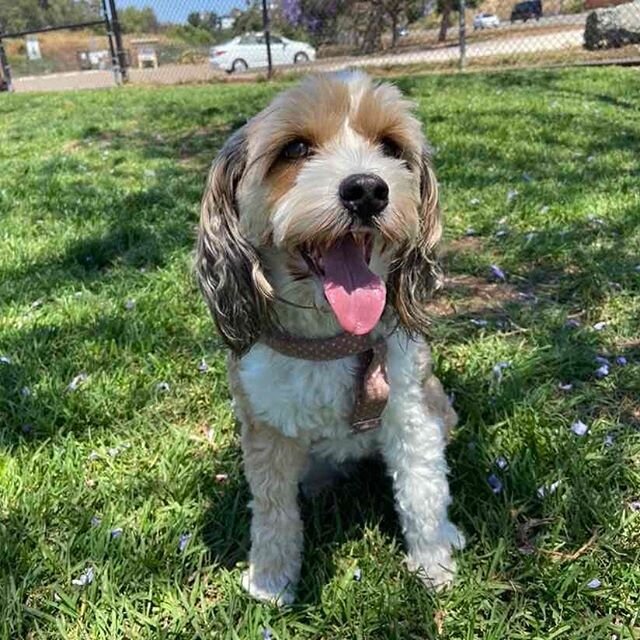 🐾😃 Happy FriYaY! #zendogsammiek #dogzenergy #dogfriendly #instagram #puppies #adorable #dogogram #spring  #instapuppy #puppiespfinstagram #lajolla #springinlajolla #springishere  #summeriscoming