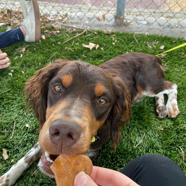 🐾🤗A paws-itively big thanks to @bustersbowwowbiscuit for providing the treats during dog sitting today at @lajollaopenairemarket! Elmer sure enjoyed his homemade vegetarian treat! #dogzenergy #dogfriendly #instagram #puppies #adorable #dogogram #sp
