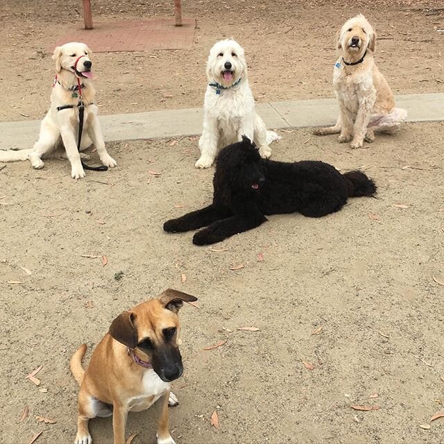 🐾😊 Another pawsome training session with Karen @kzahyna and her Zen dogs, Casey, Loki, Friday, Shadow, and Dash! #zentraining #dogfriendly #instagram #puppies #adorable #dogogram #spring  #instapuppy #puppiespfinstagram #lajolla #summerinlajoa #sum