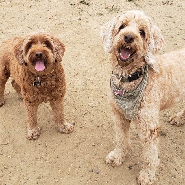🐾😎 Happy hump day! #zendogsluluandhazel #dogzenergy #dogfriendly #instagram #puppies #adorable #dogogram #spring  #instapuppy #puppiespfinstagram #lajolla #summerinlajoa #summerishere  #falliscoming