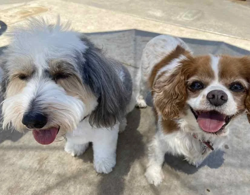 Charlie and Lucy  2.JPEG