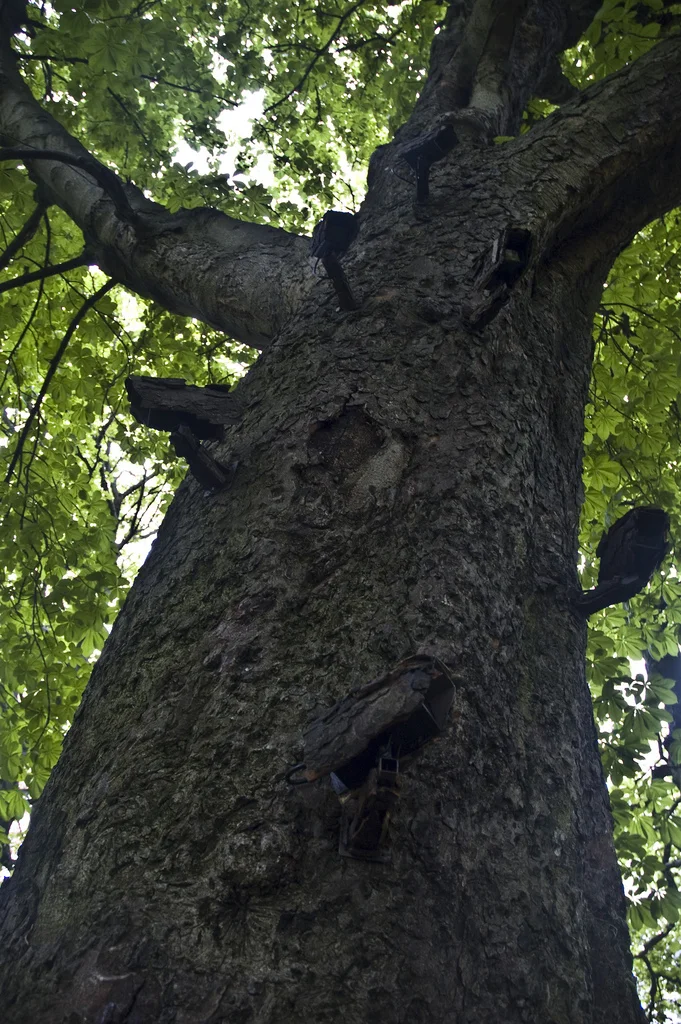 closed circuit treevision