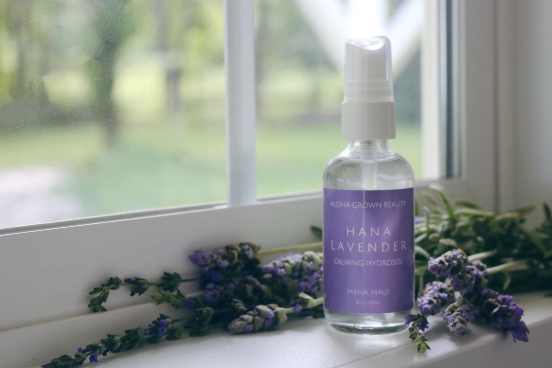 Hana Lavender Pic Windowsill.JPG