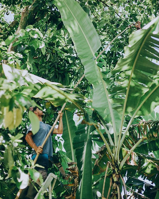 Avocado Season means lots of bamboo balance picking for this guy 🤩🥑 #hesgotthemoves
.
.
.
📷 @tarashay_ #organic #farming #avocado #fruit #hana #maui #hawaii🌴