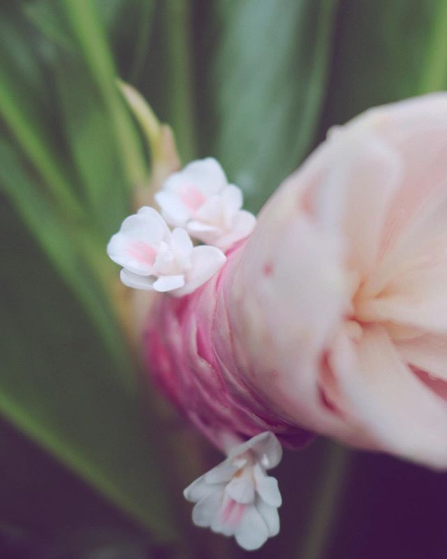 Pua Picking x Jungle Queen 🌸
.
Taking the time to appreciate its soft + subtle sweet pink details before picking; bouquets available today at the fruit stand 🤙
.
.
#junglequeen #tropicalflowers #flowerbouquet #hana #maui #hawaii