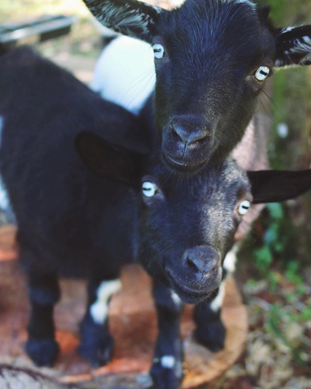 These blue eyed baby girls have been bringing a whole lot of joy to days on the farm 💕 I feel for my husband-to-be with my hearts excessive need to have all the animals to love 😬 I reallllly want a cow next, wedding present maybe baby? #givemeallth