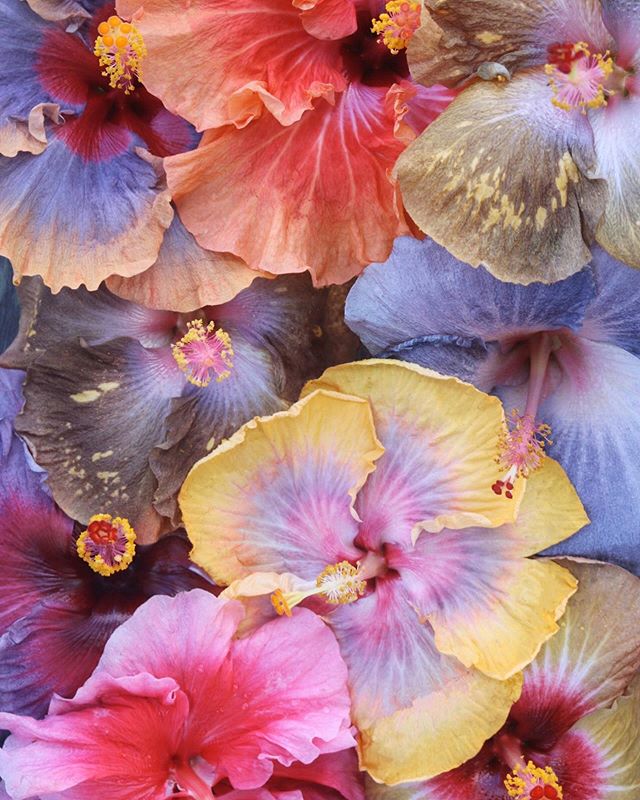 Hibiscus Blooms 💕 very much like a box of chocolates, never know what you&rsquo;re gonna get to welcome your day 🤩
.
.
.
#tropical #hibiscus #blooms #tropicalflowers #hana #maui #hawaiianchristmas