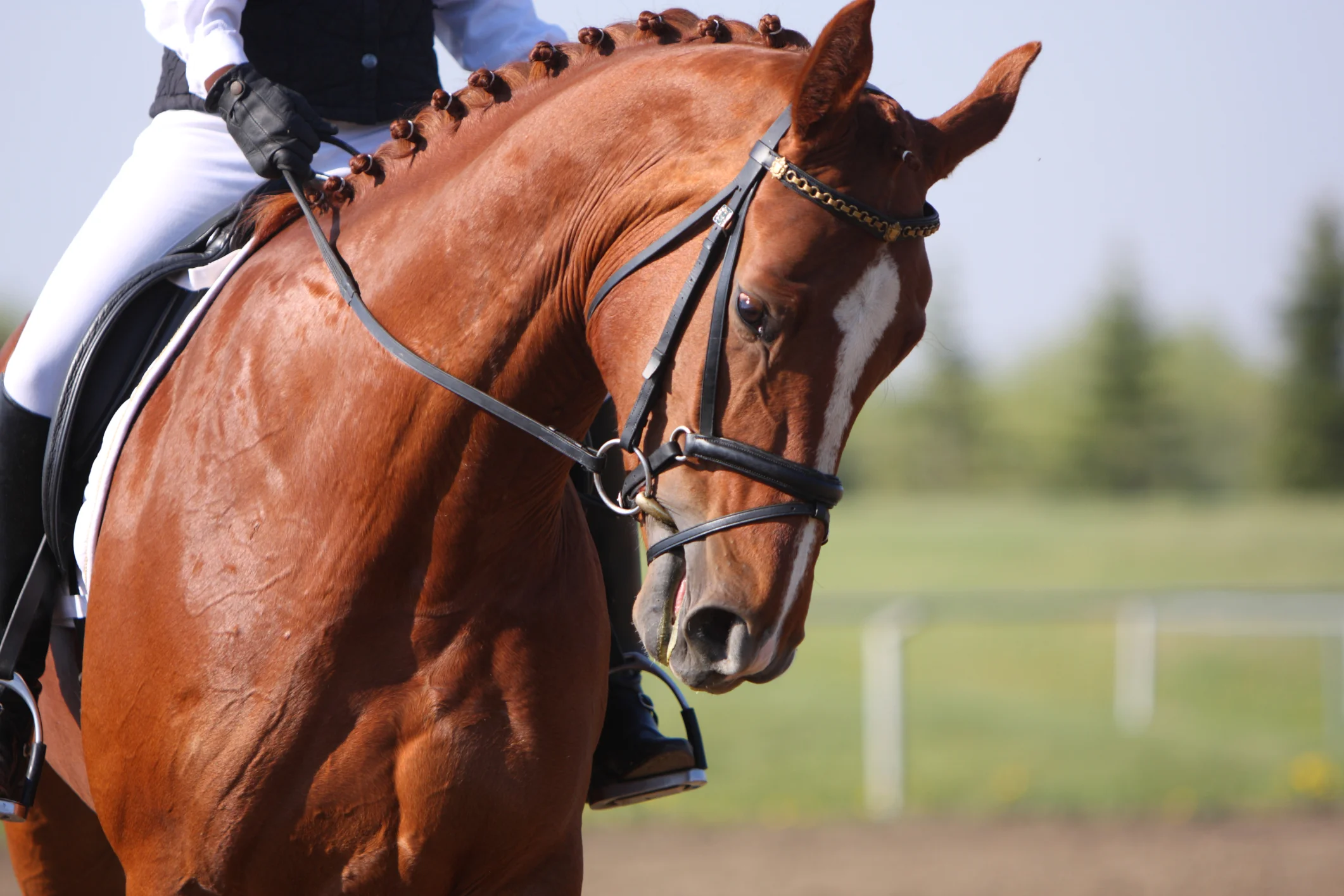 Equine