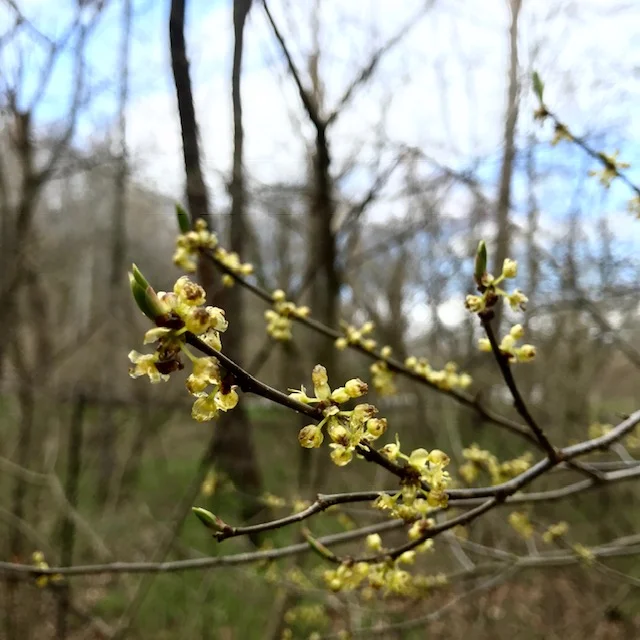 Spring_bulbs.jpg