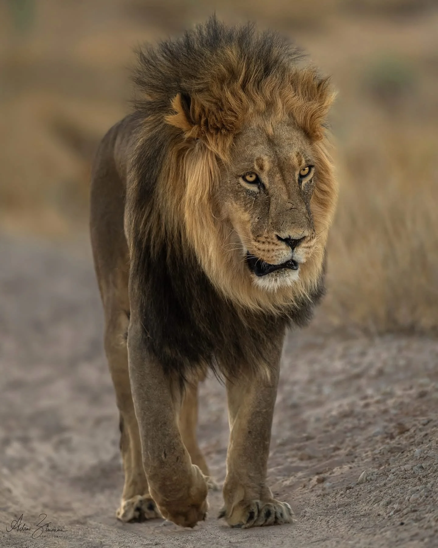 ReWild the Heart ~ A Wellness Journey into the African Wilderness