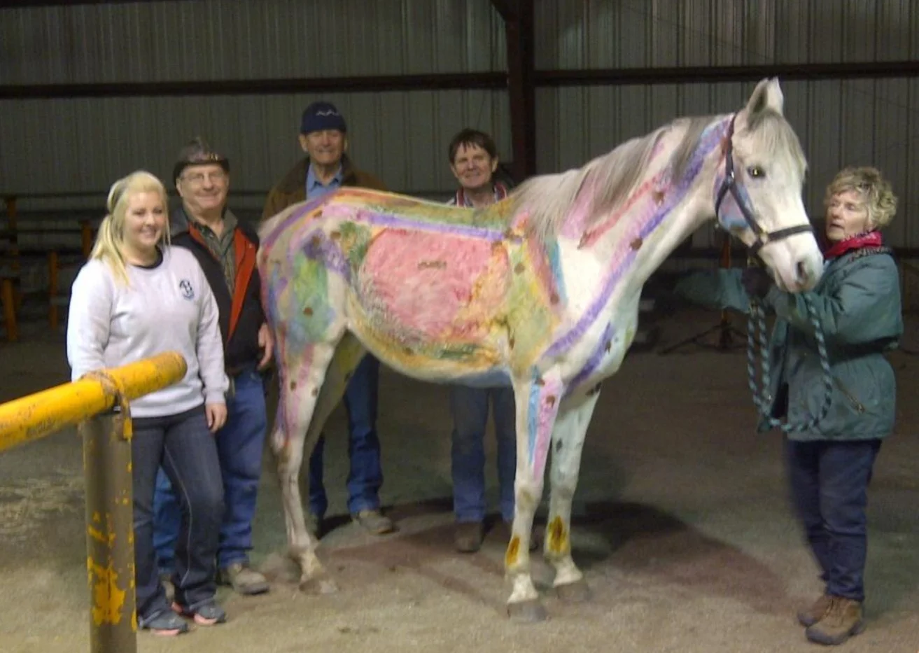 colored horse photo.jpg
