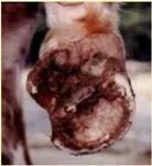 The right hind hoof showing the bulge at the heels and the severe deformity of the hoof described as canker.