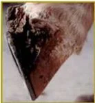 This is the left hind hoof, side view with canker.