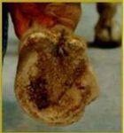 The left hind hoof with the same successful results, before trimming