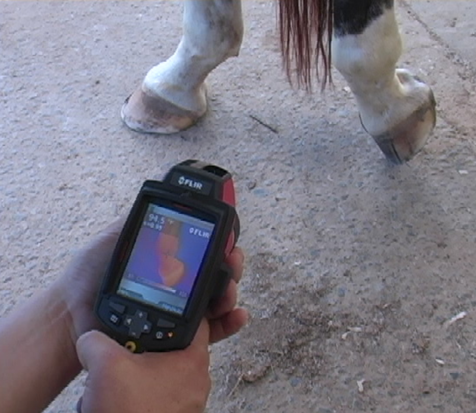 Infrared Thermal Imaging  to measure heat in hooves