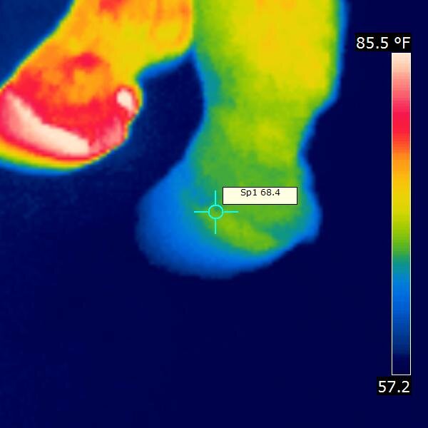 Thermal Image 2010