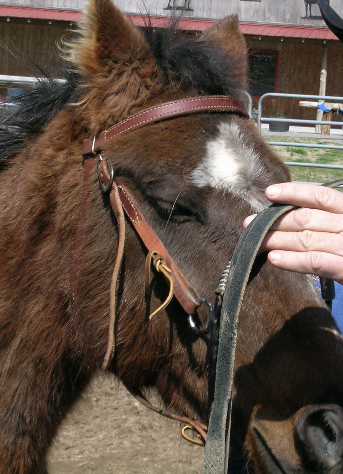 Noavel Headstall