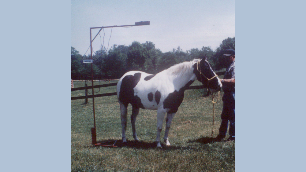 Equine Magnatherapy in 2000