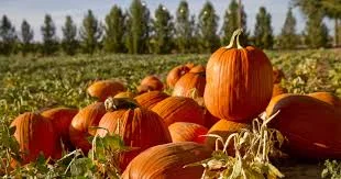 Second Annual Chili and Pumpkin Carving at Trinity