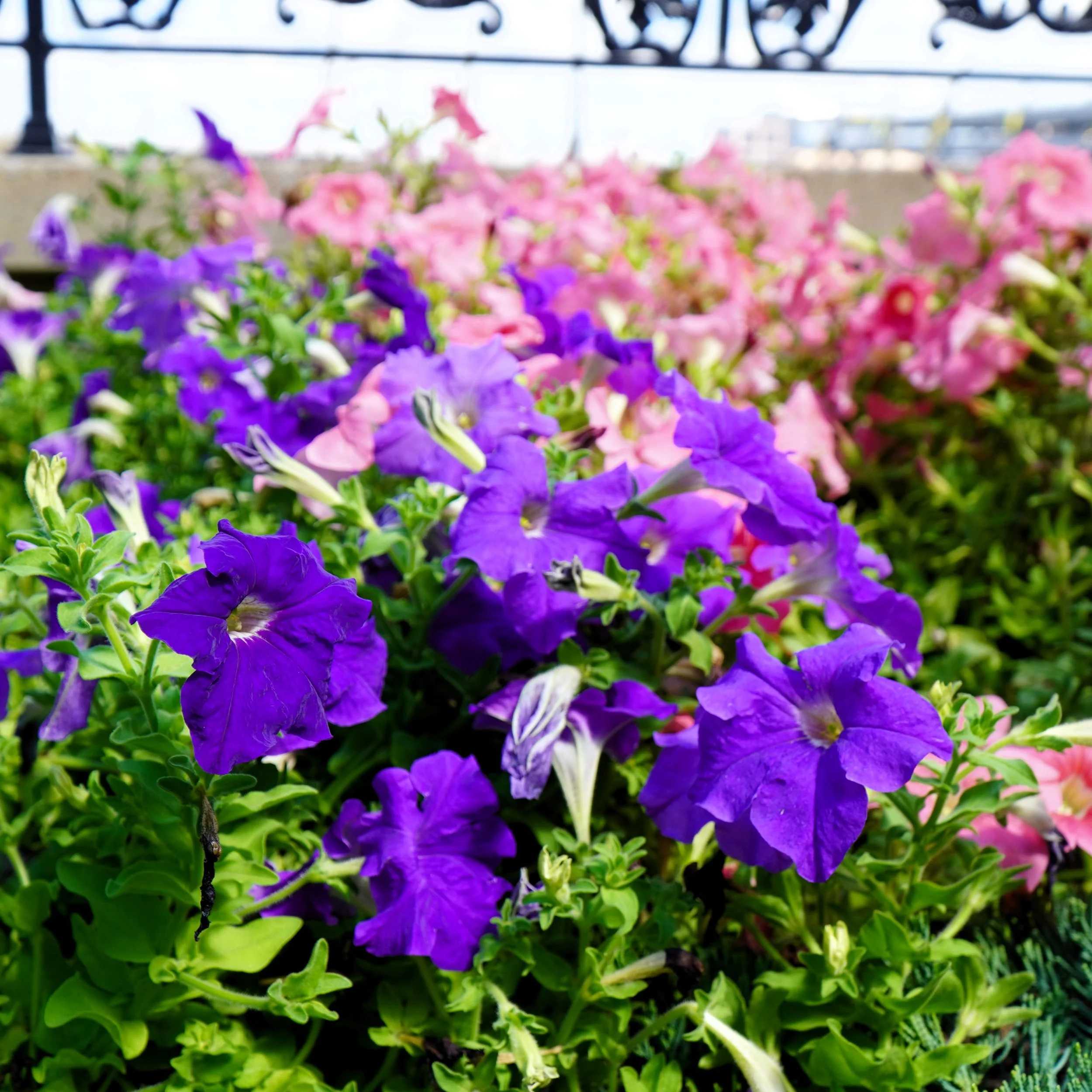 Embodied Spirituality Saturday Prayer Walk