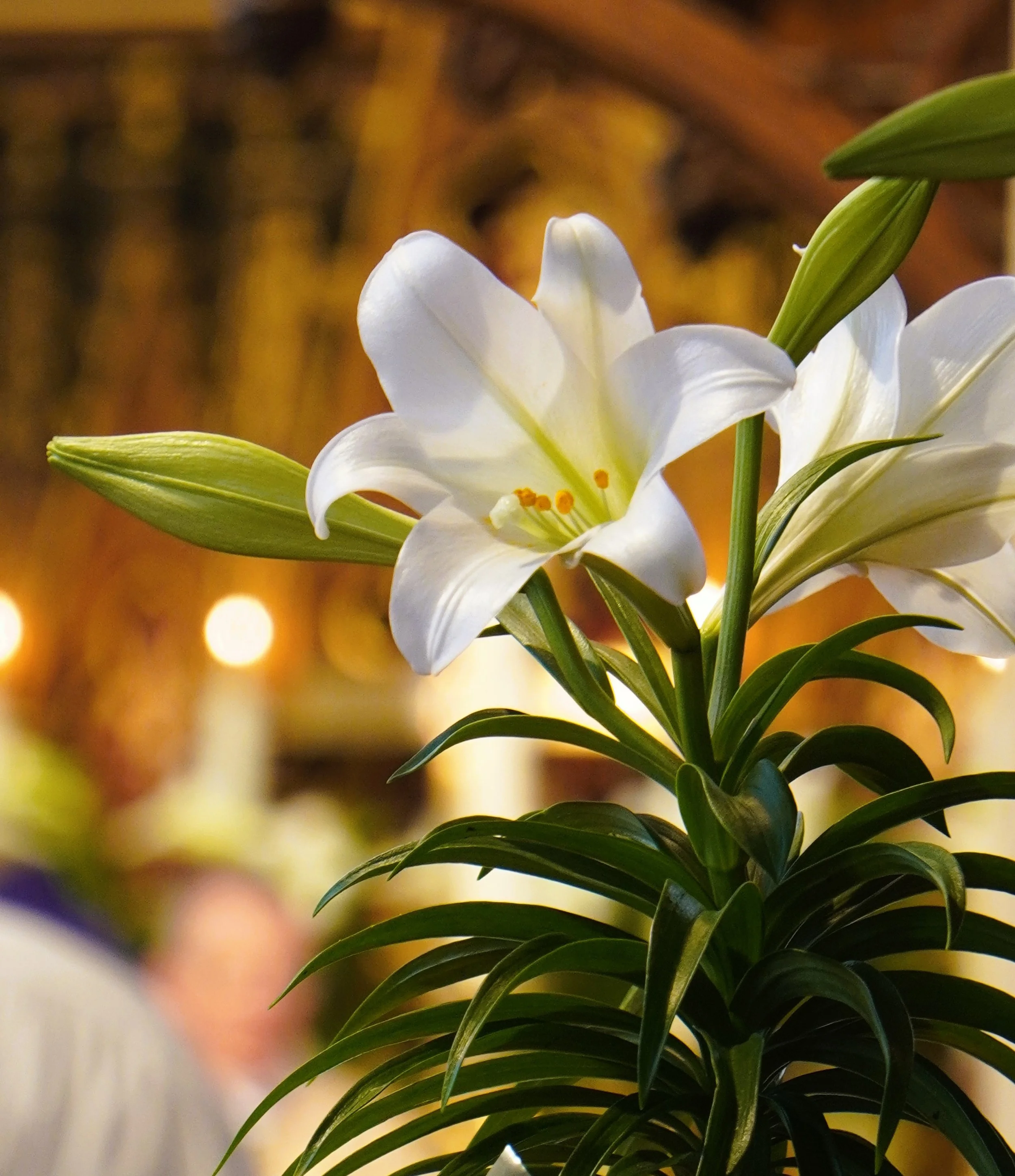 Easter Adult Formation