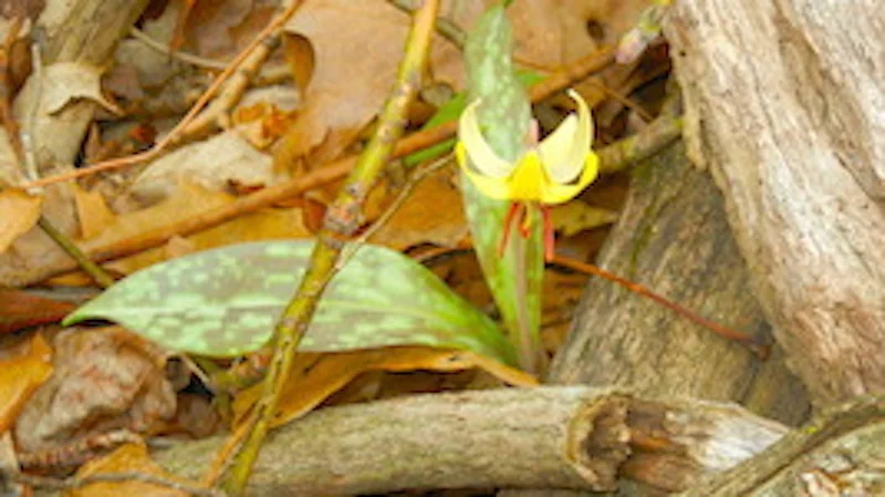 20-1  Spring Flowers