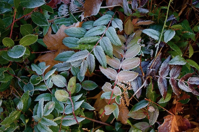 20-3  Winter Leaves